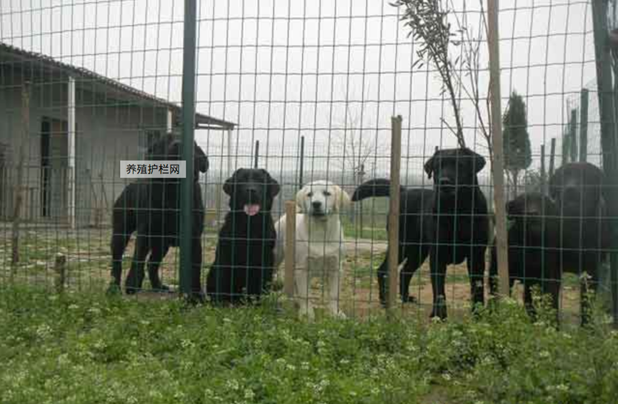 1524382172335690.png 護欄網,市政護欄網,欄網廠家