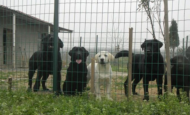 浸塑防護網 浸塑防護網