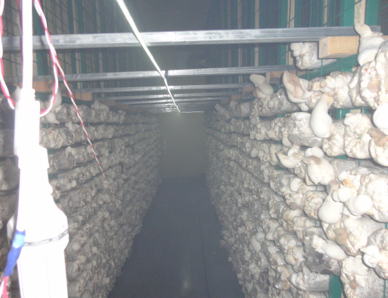 蘑菇養殖網片 蘑菇養殖網片