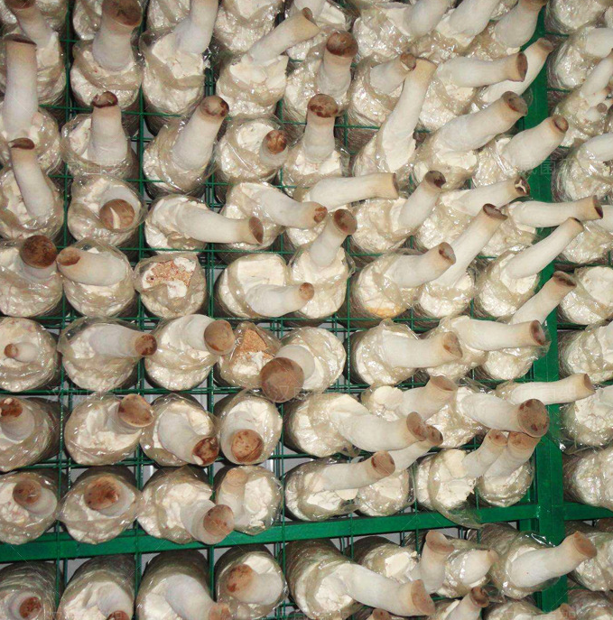 食用菌培養(yǎng)架 食用菌培養(yǎng)架